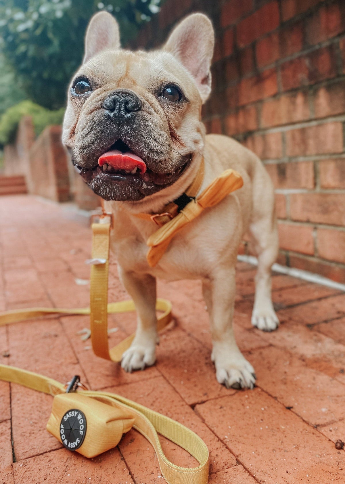 Mustard | Dog Collar