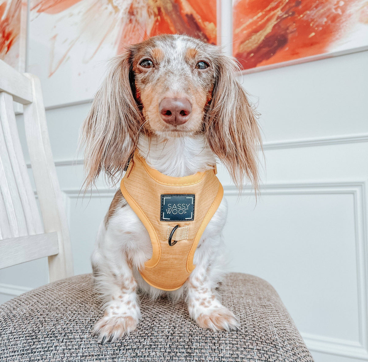 Mustard | Dog Adjustable Harness