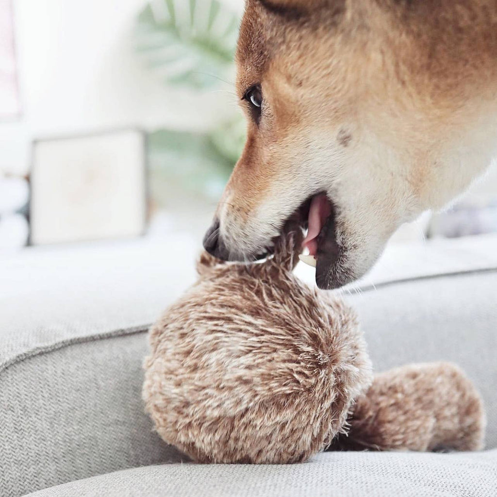 Squirrel Pop | Dog Enrichment