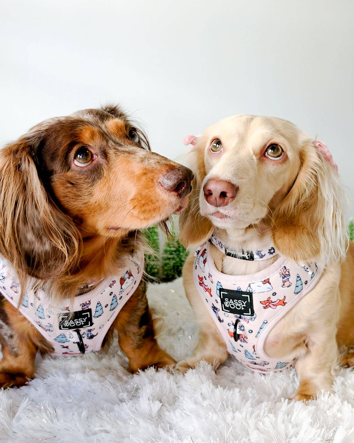 Weenie Wonderland | Dog Collar