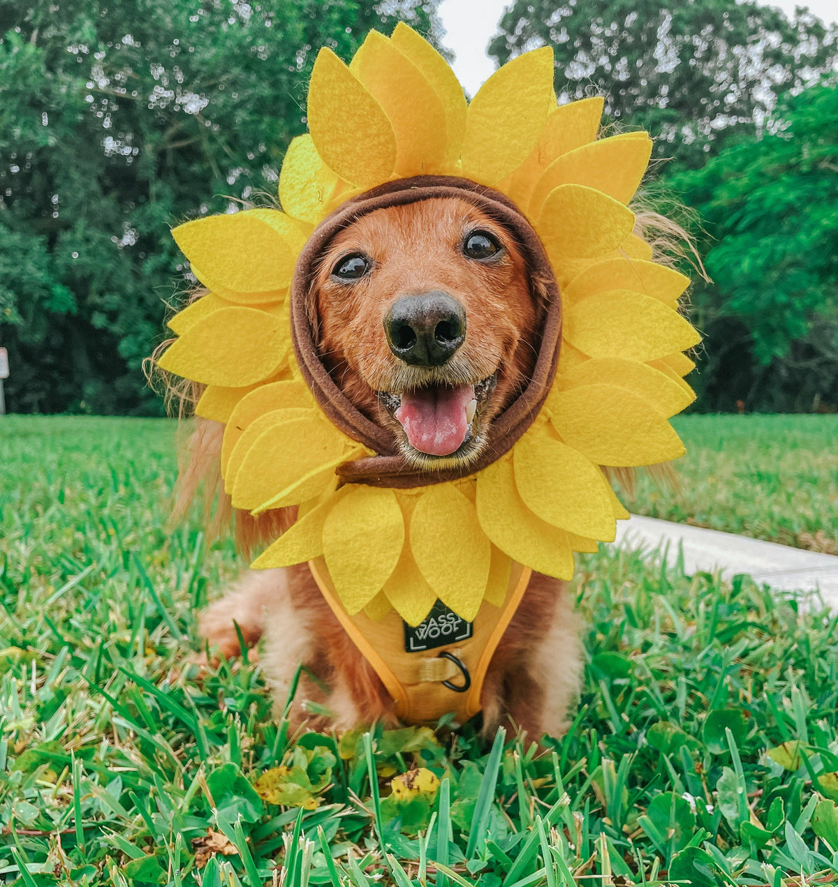 Mustard | Dog Adjustable Harness