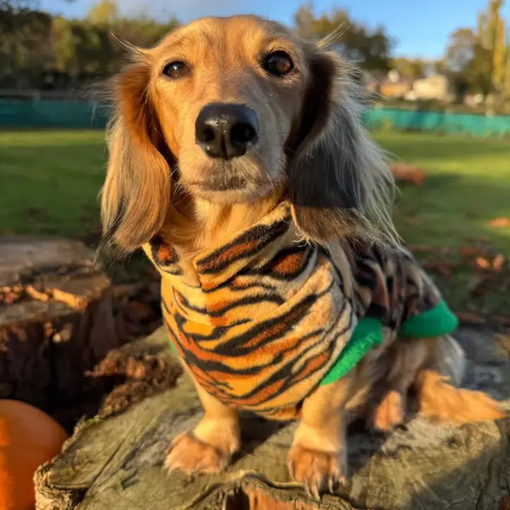 Dachshund Fleece Sweater | Leopard Print