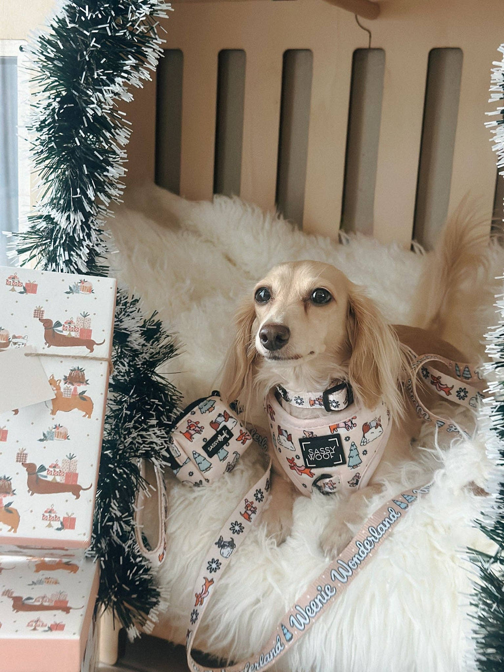 Weenie Wonderland | Dog Collar