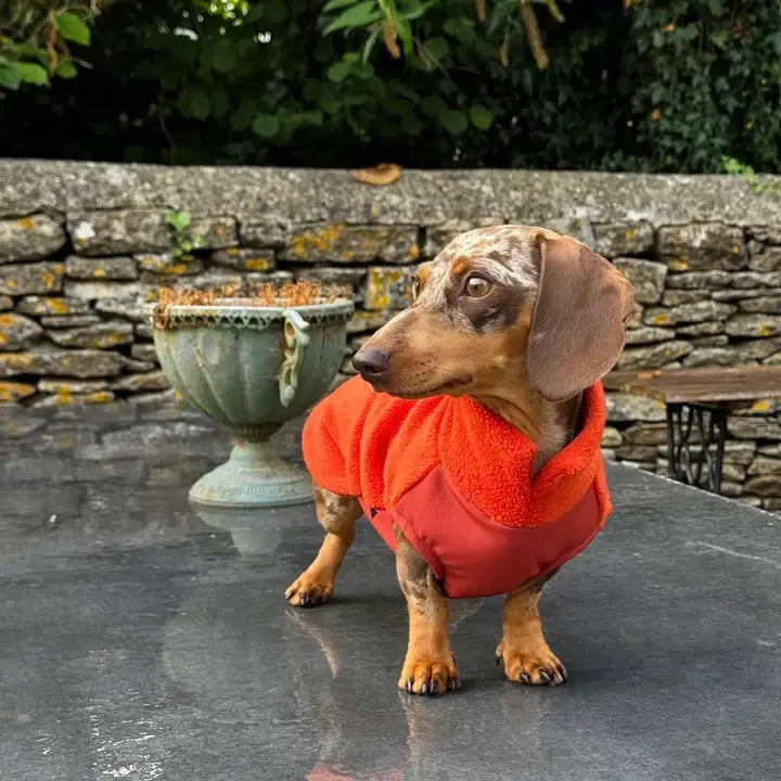 Mini Dachshund Fleece Sweater with Waterproof Belly Panel