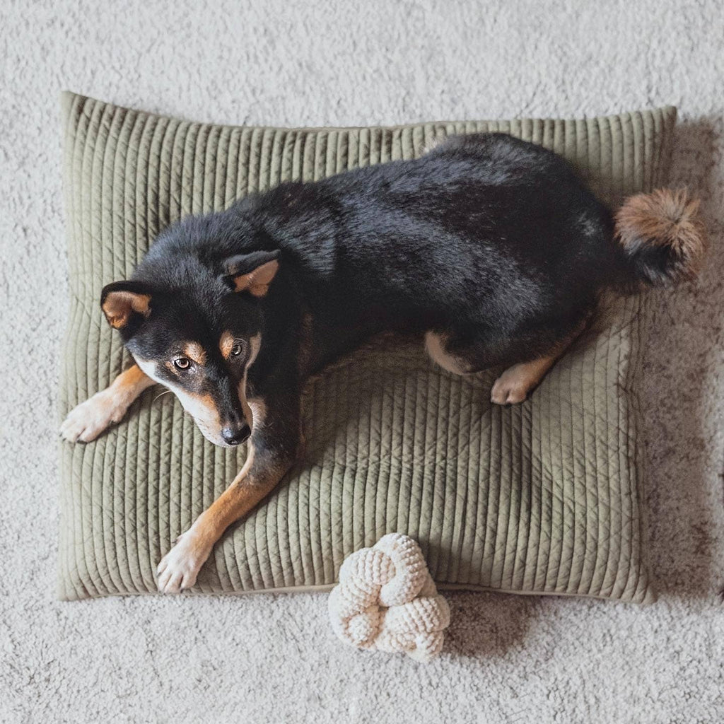 Nou | Dog Enrichment