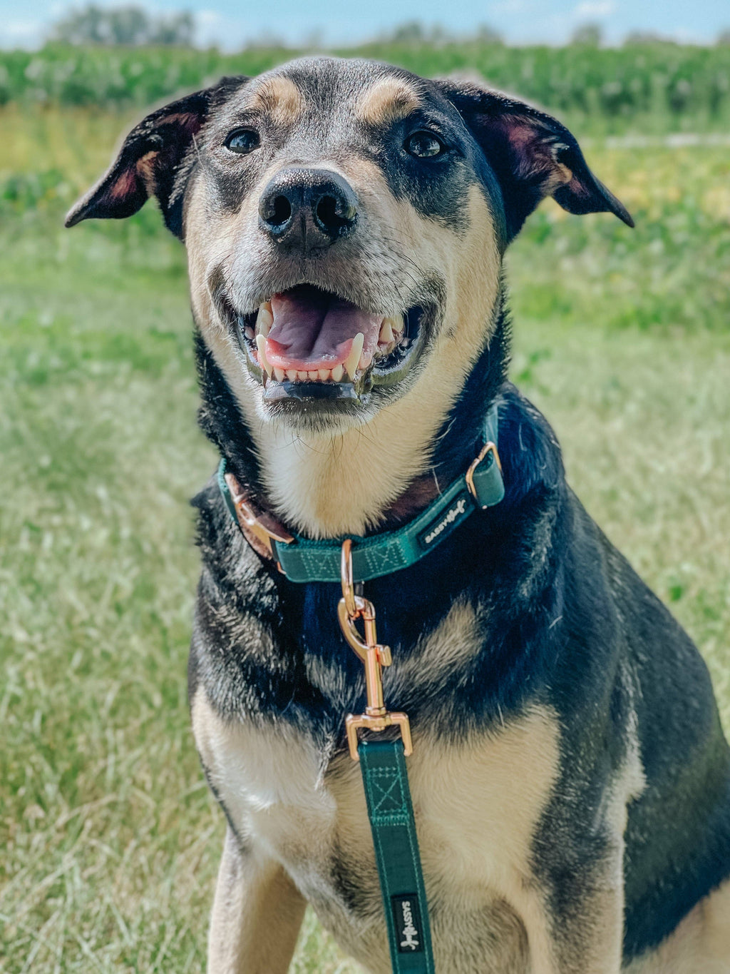 Forest Green | Dog Collar