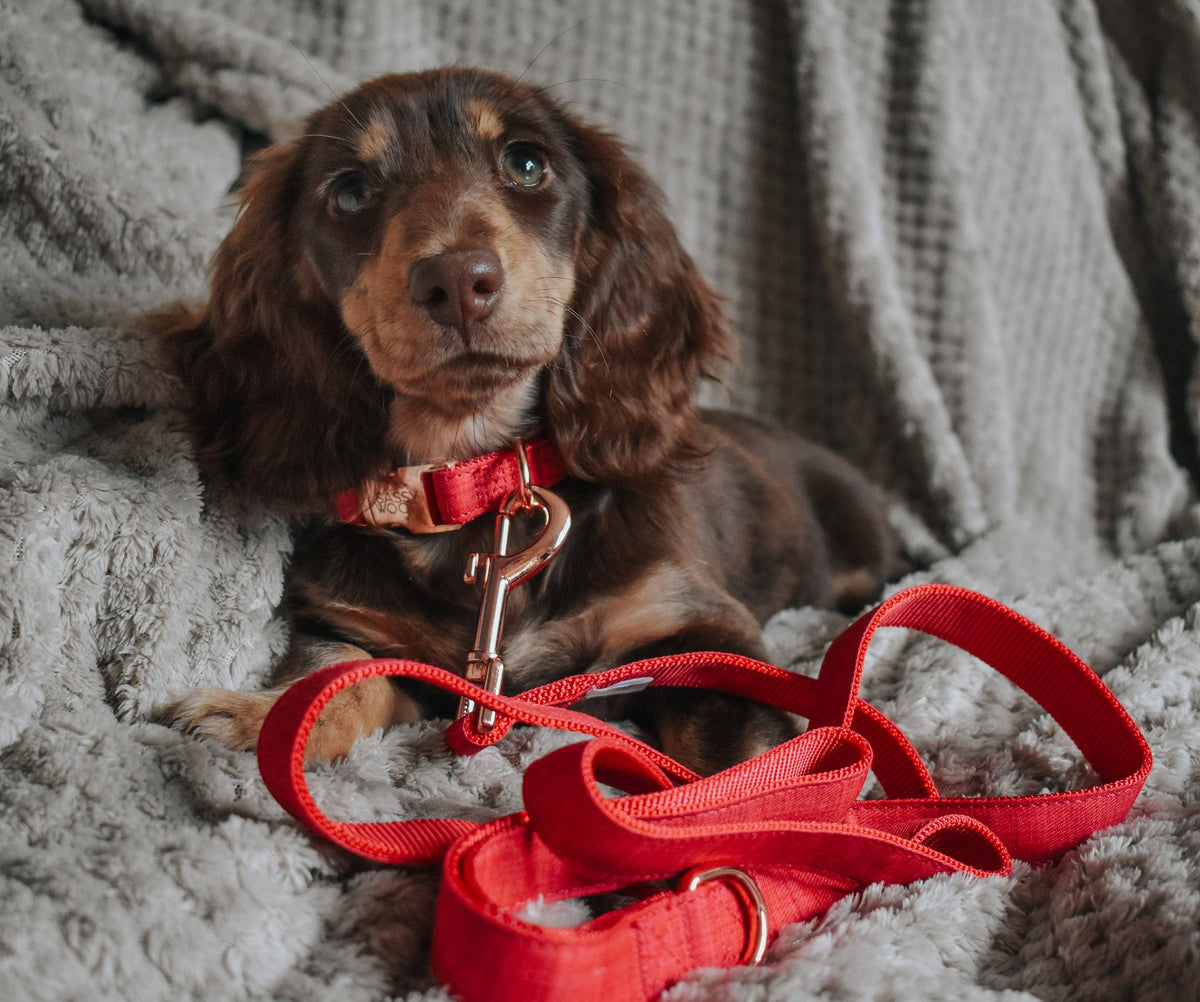 Merlot | Dog Collar