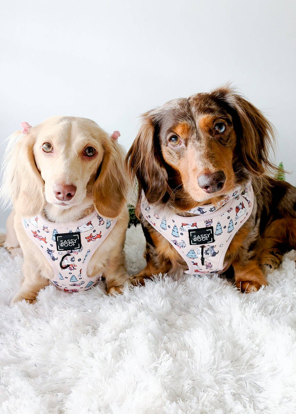 Weenie Wonderland | Dog Collar