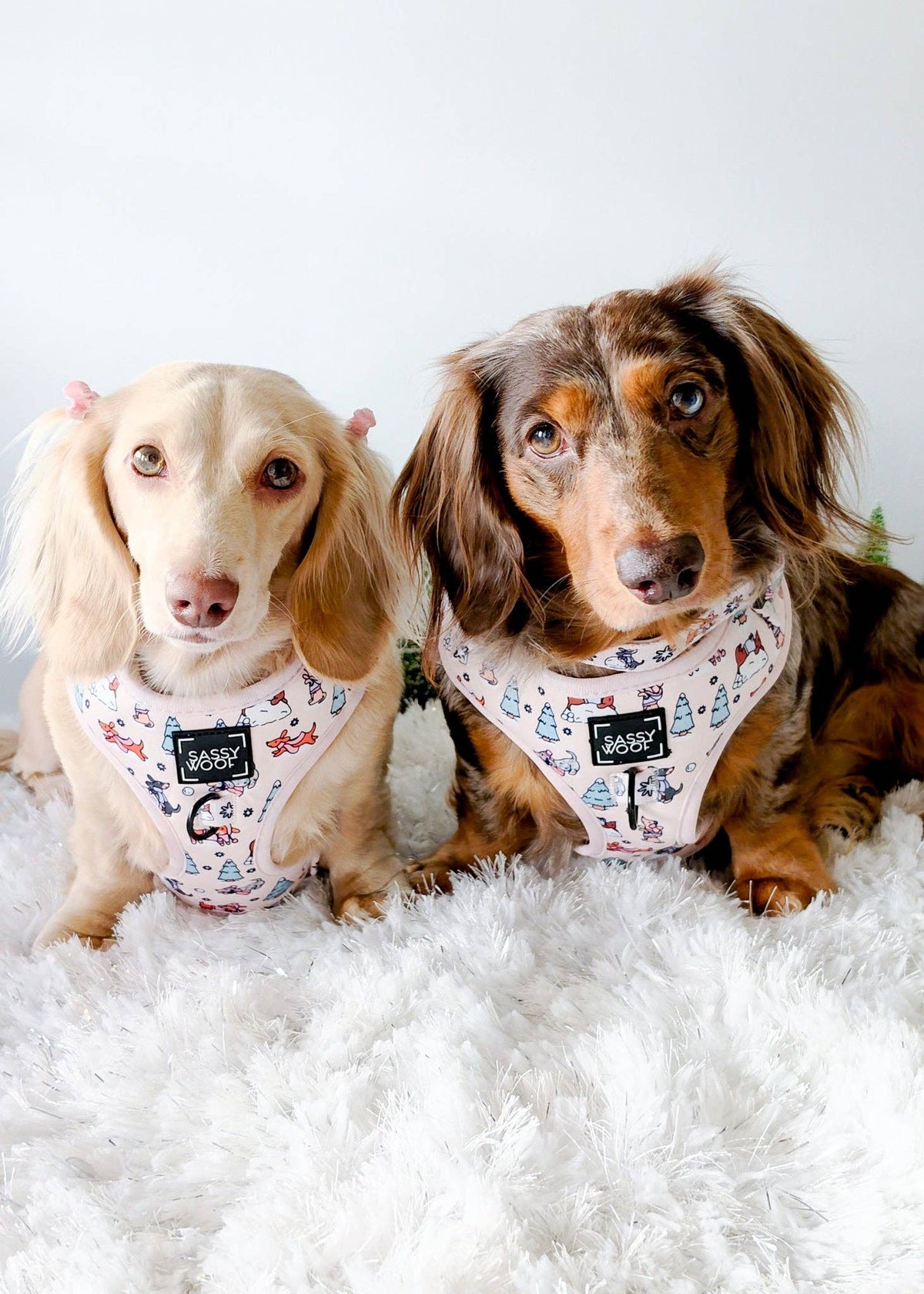 Weenie Wonderland | Dog Collar
