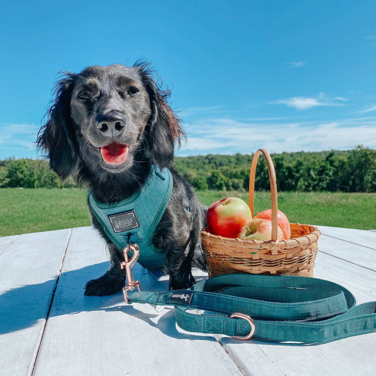 Forest Green | Dog Adjustable Harness
