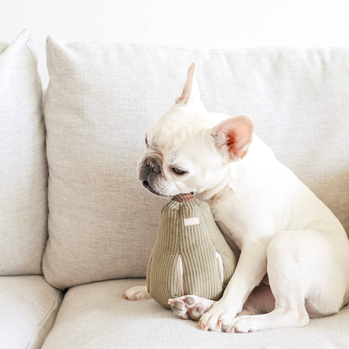 Butternut | Dog Toy