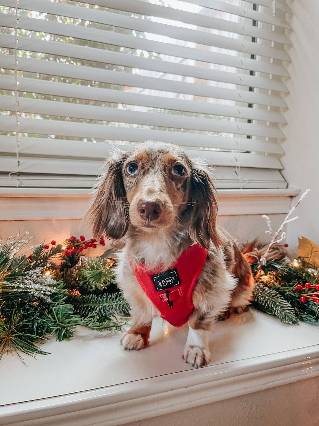 Merlot | Dog Adjustable Harness