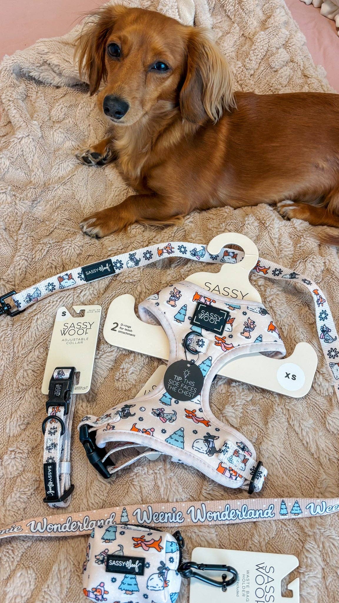 Weenie Wonderland | Dog Collar