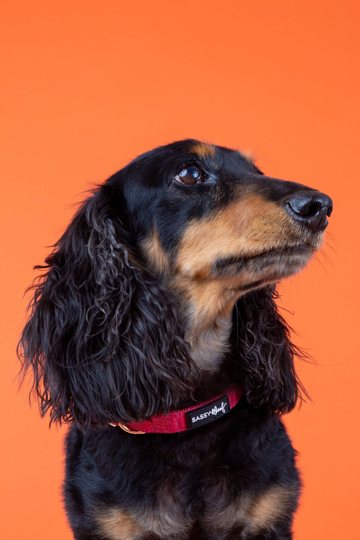 Merlot | Dog Collar
