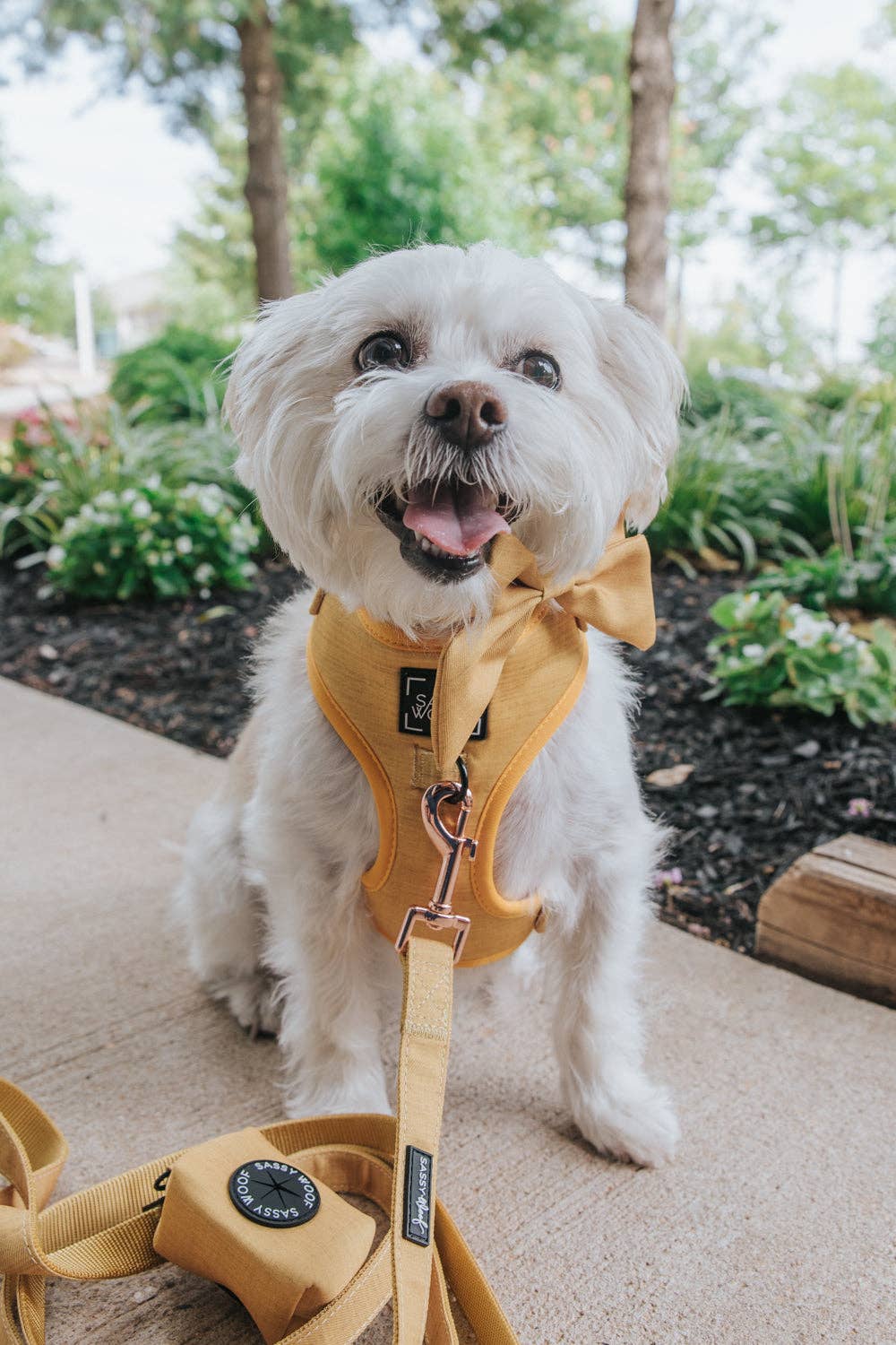 Mustard | Dog Collar