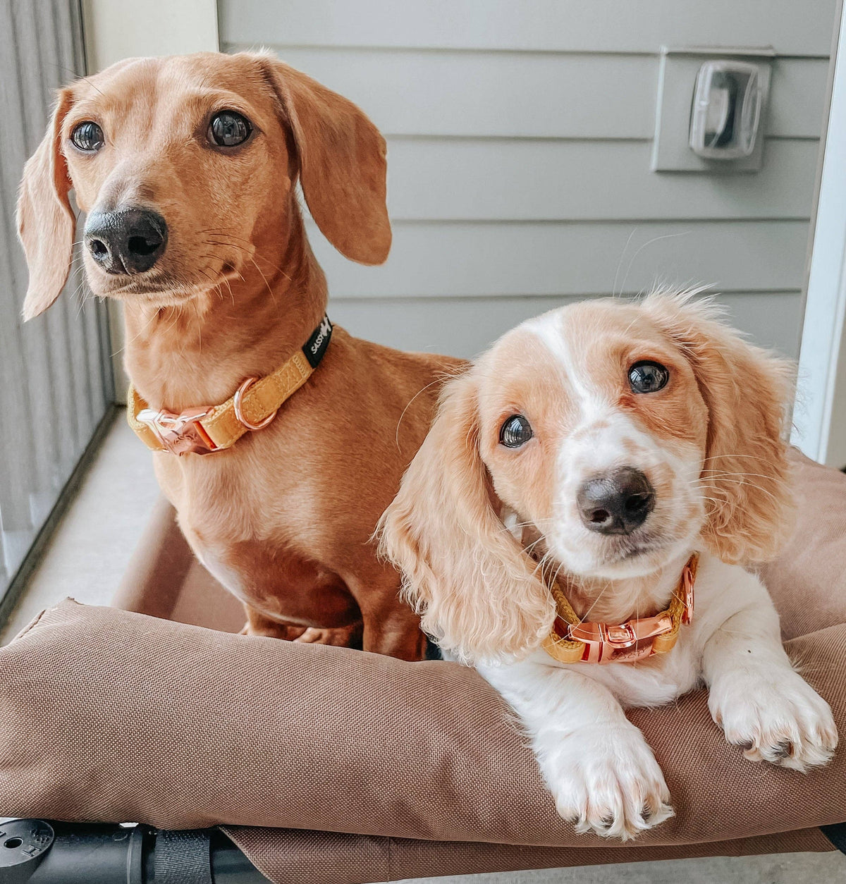 Mustard | Dog Collar