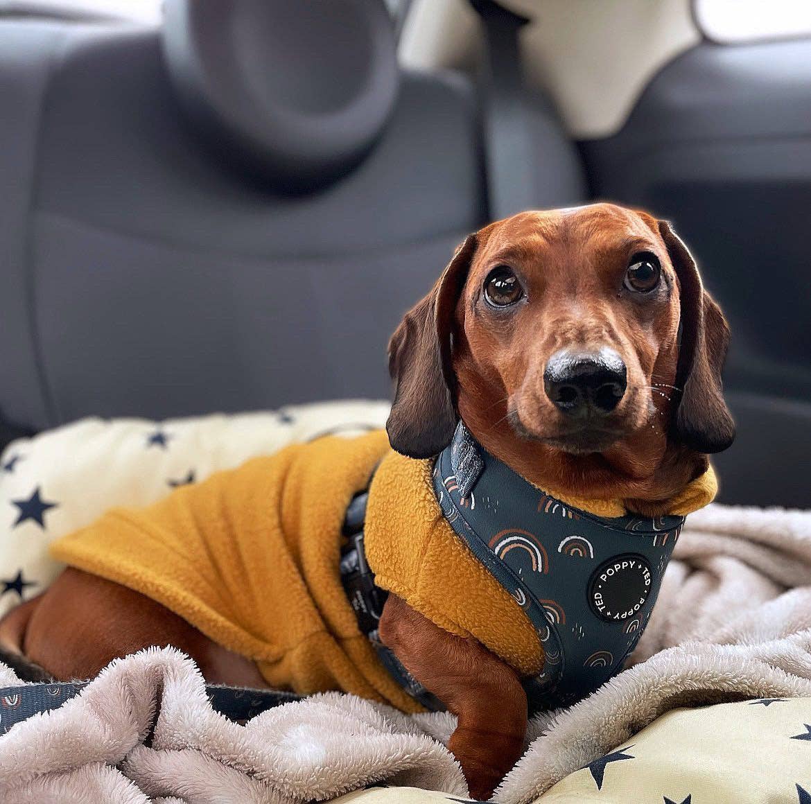 Mini Dachshund Fleece Sweater | Handmade, Cut for Long Backs