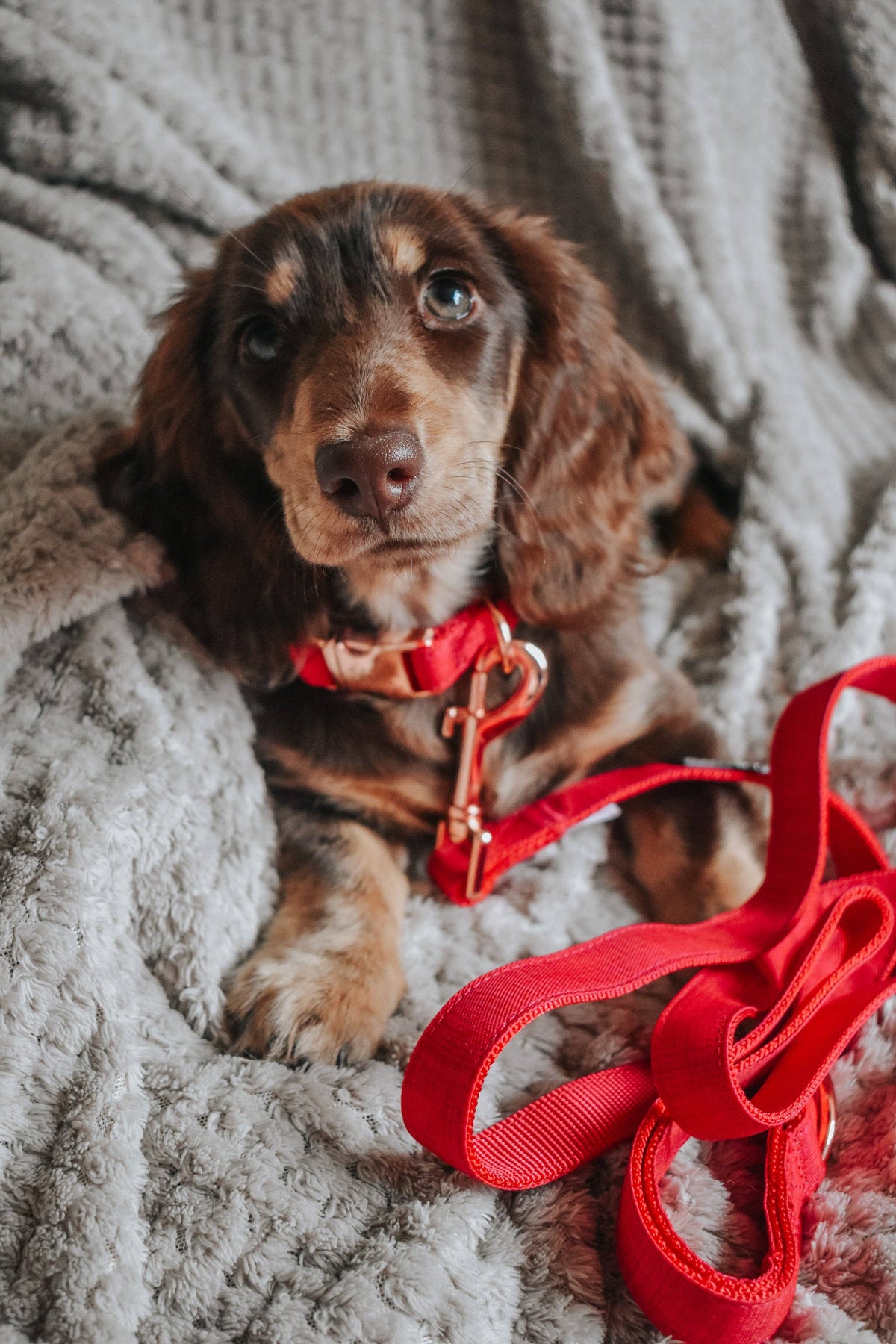 Merlot | Dog Leash