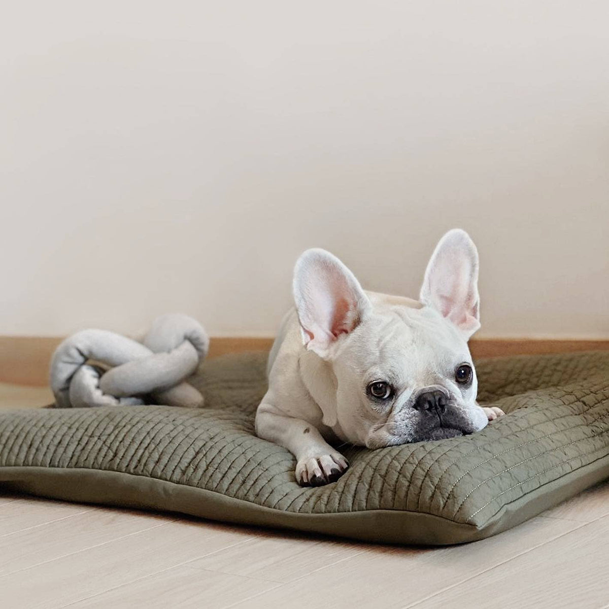 Nou | Dog Enrichment