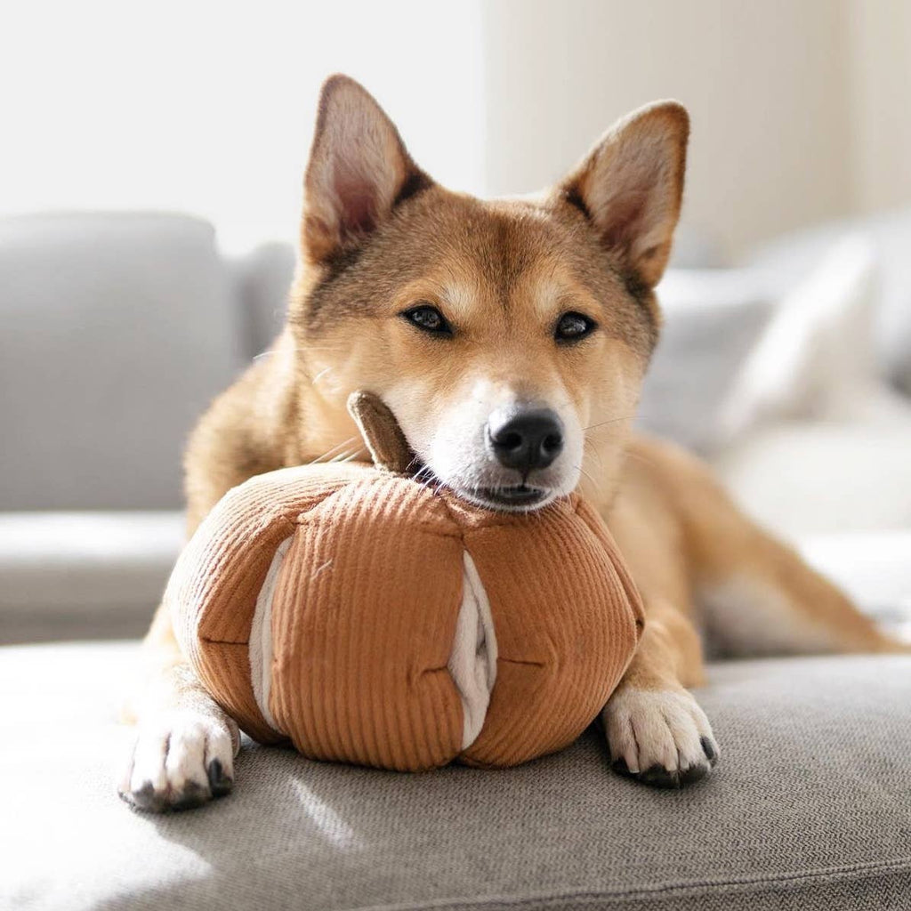 Pumpkin | Dog Enrichment