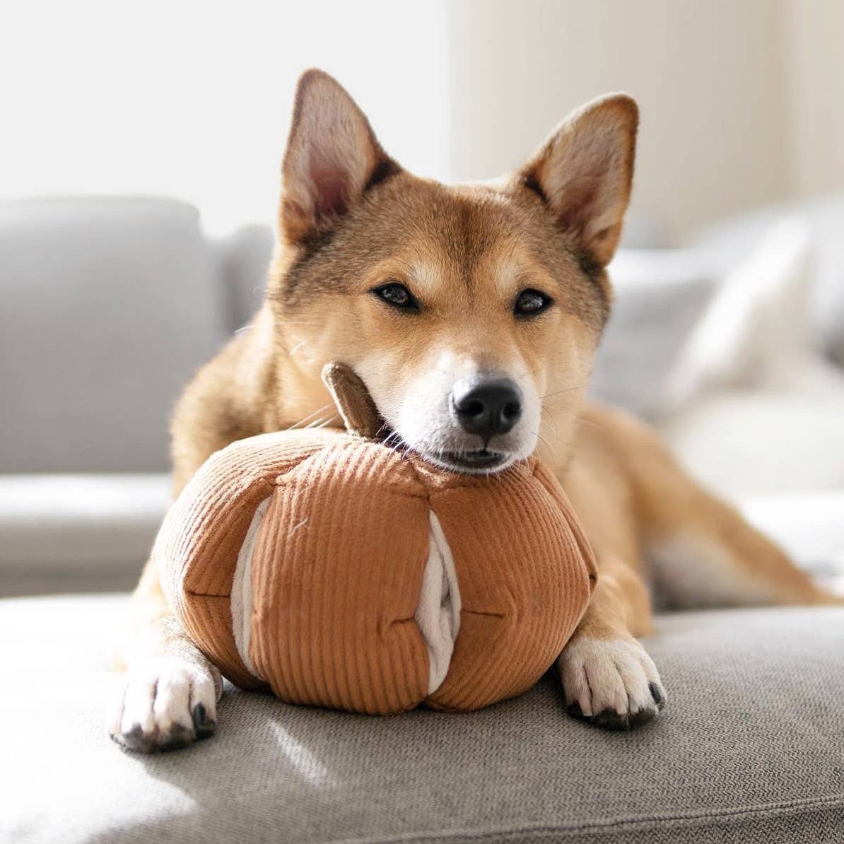 Pumpkin | Dog Enrichment