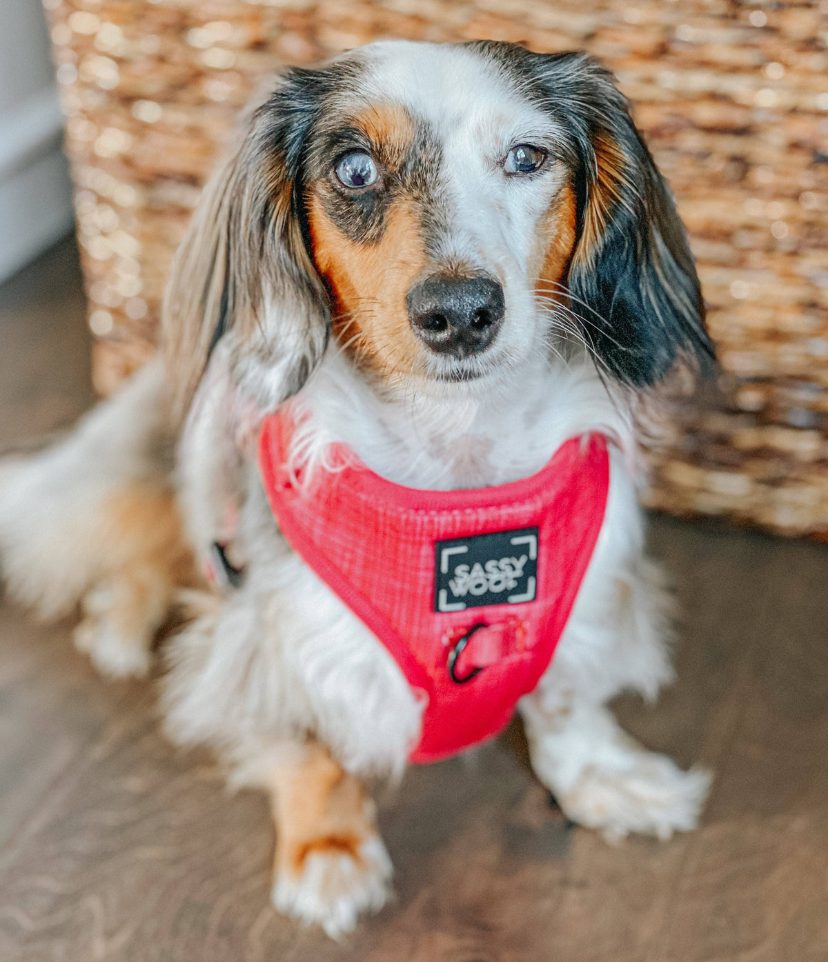 Merlot | Dog Adjustable Harness