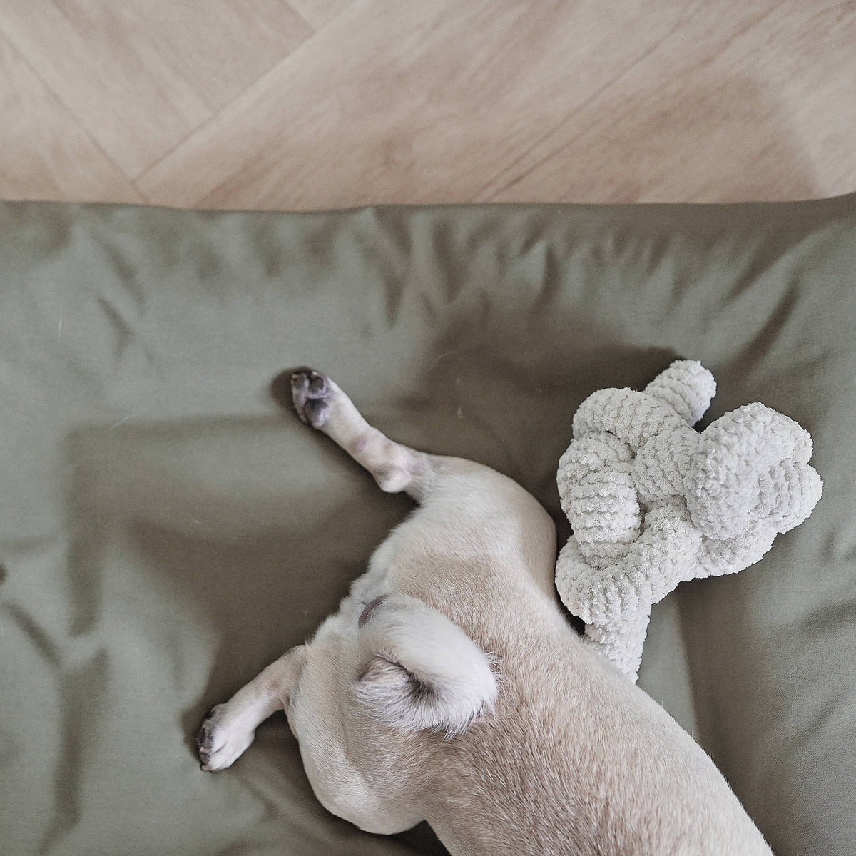 Nou | Dog Enrichment