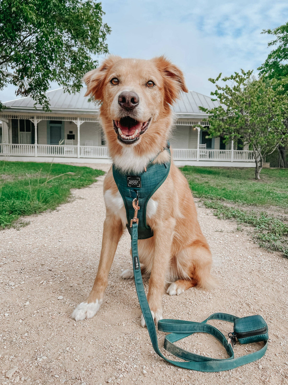 Forest Green | Dog Leash