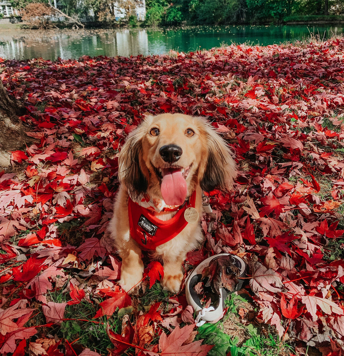 Merlot | Dog Adjustable Harness