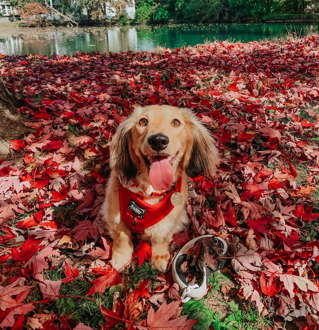 Merlot | Dog Collar