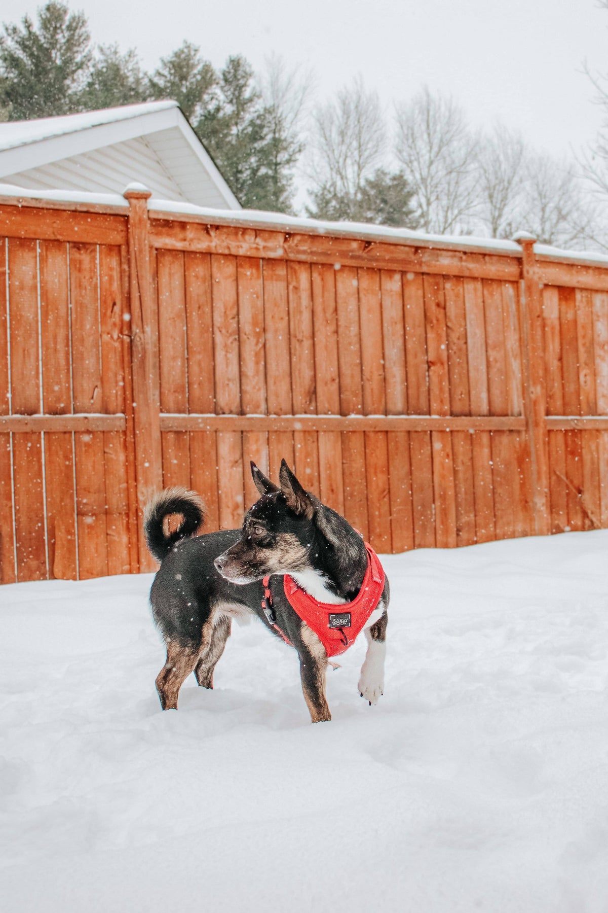 Merlot | Dog Adjustable Harness