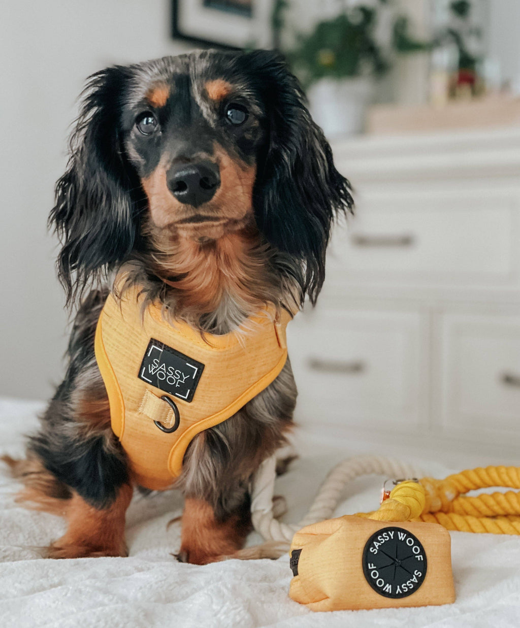 Mustard | Dog Adjustable Harness