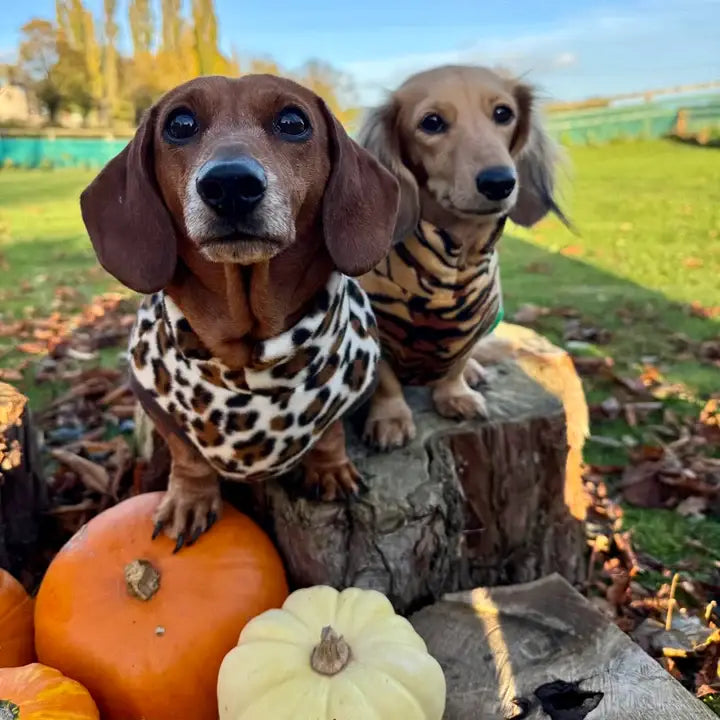 Dachshund Fleece Sweater | Leopard Print