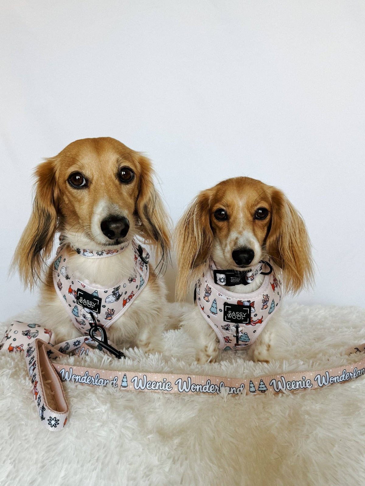 Weenie Wonderland | Dog Collar