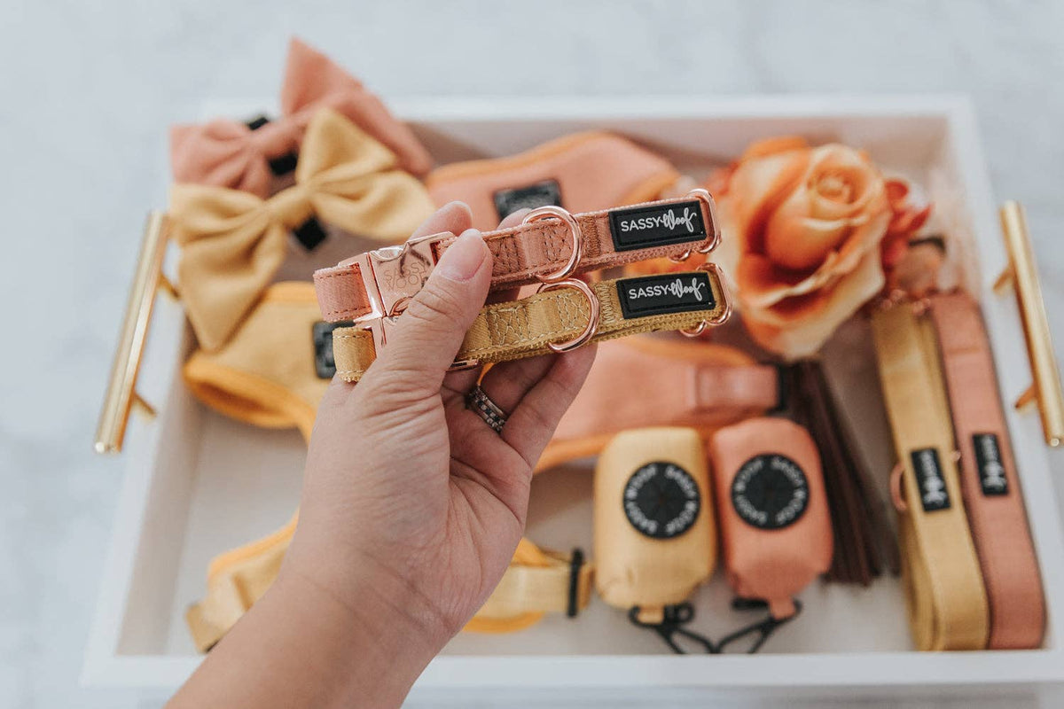 Mustard | Dog Collar