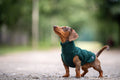 Mini Dachshund Fleece Sweater | Handmade, Cut for Long Backs