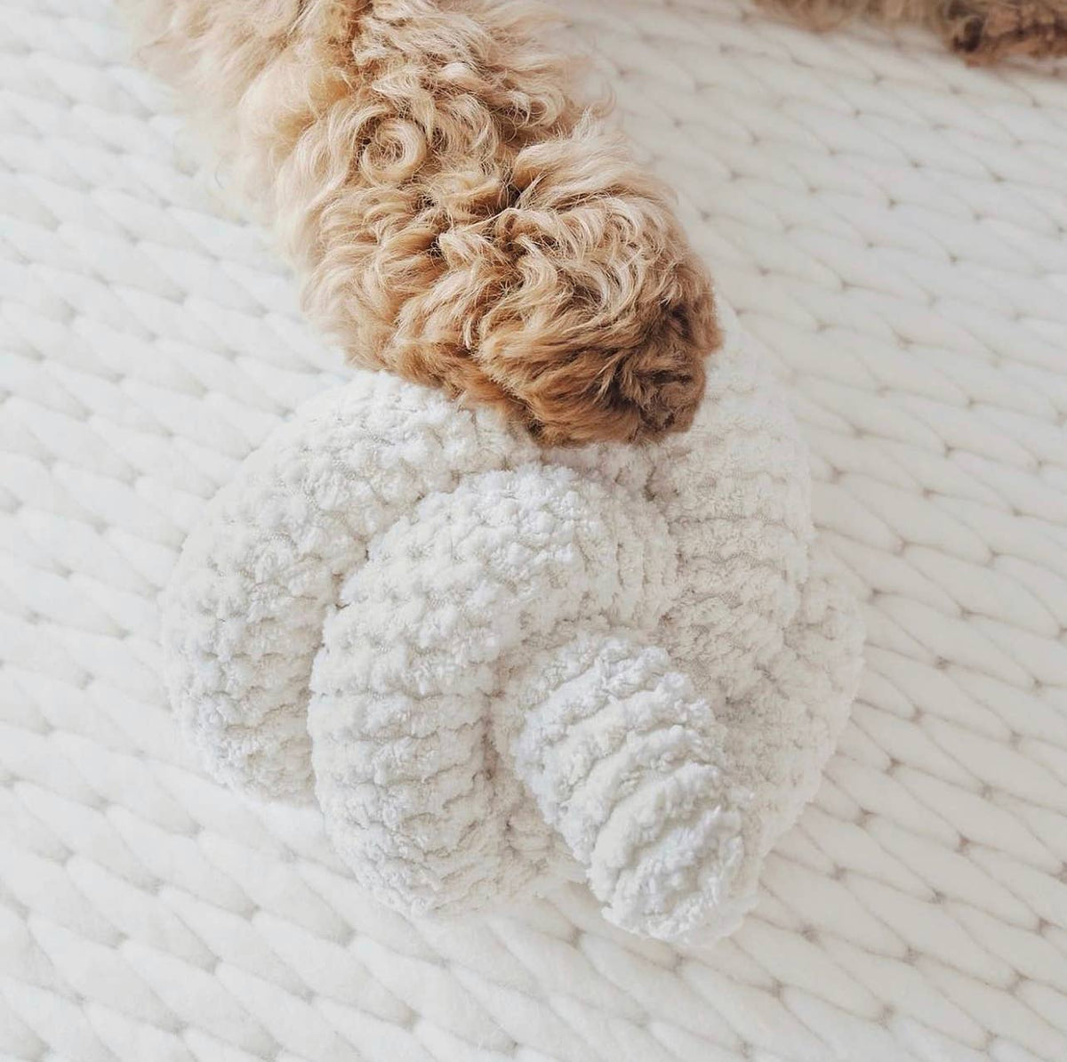 Nou | Dog Enrichment