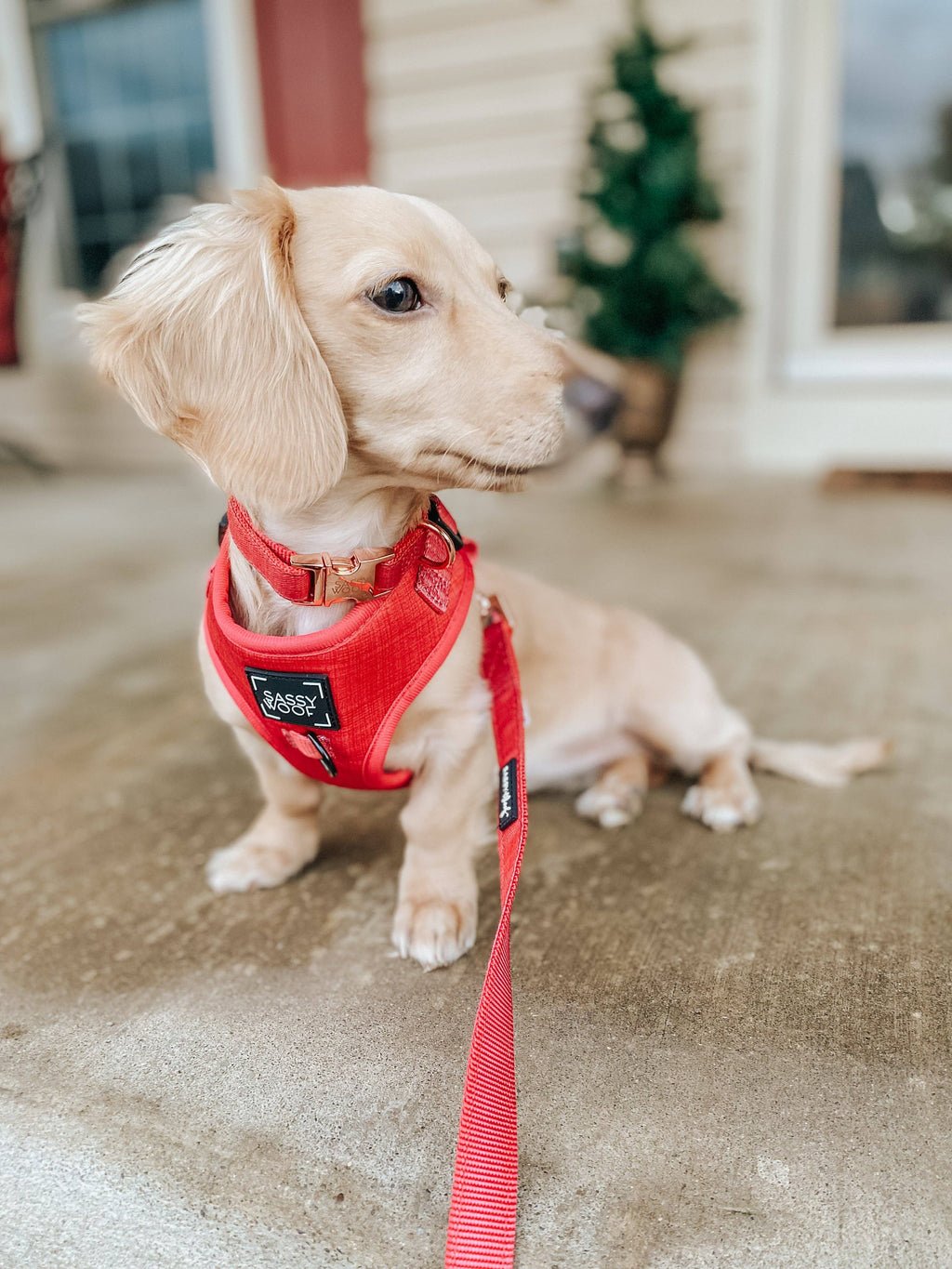 Merlot | Dog Adjustable Harness