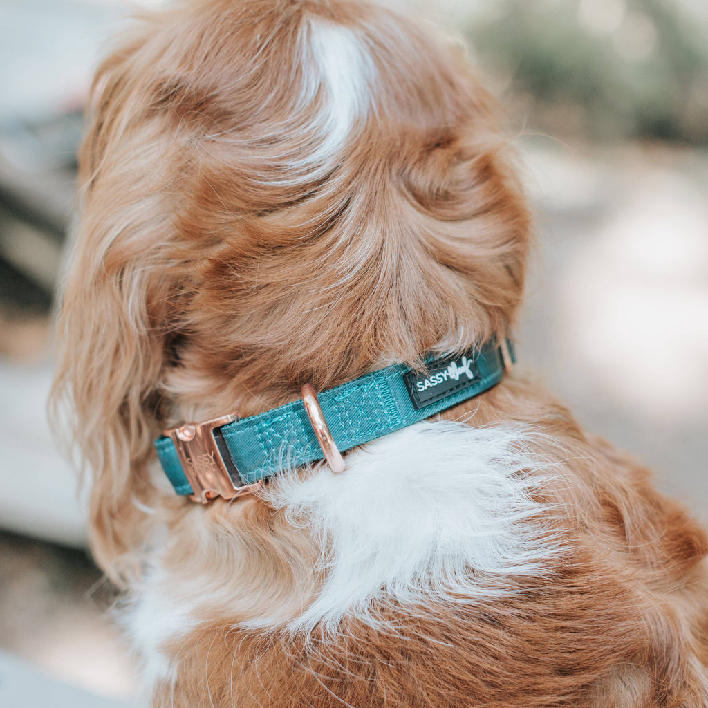 Forest Green | Dog Collar